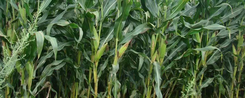 新甜玉8号玉米种子特征特性及错期播种要点?插图 新甜玉8号玉米种子特征特性及错期播种要点?插图