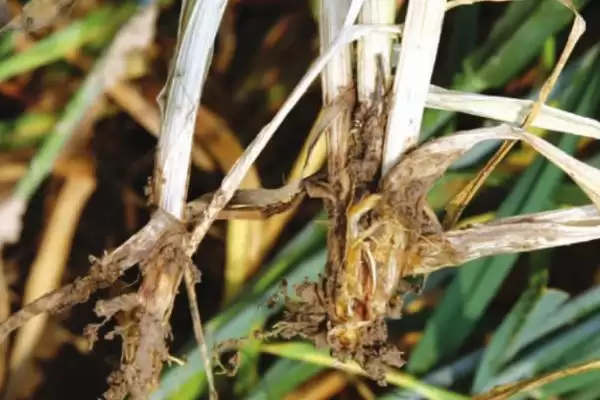 怎么防治小麦全蚀病(防治小麦全蚀病的措施有哪些)？插图3