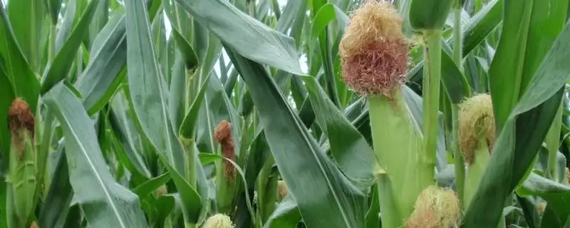 正泰101玉米品种啥情况(正泰101玉米品种比对照品种郑单958早2天)?-会东网
