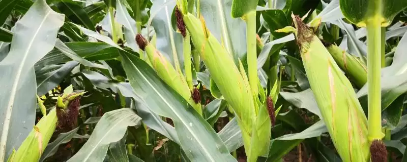 宣瑞14号玉米品种简介及平均生育期要点？-会东网