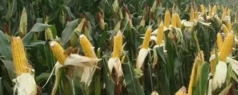 玉米患有锈病青贮后可以喂牛羊吗(患锈病青贮玉米能否喂牛羊)?插图 玉米患有锈病青贮后可以喂牛羊吗(患锈病青贮玉米能否喂牛羊)?插图