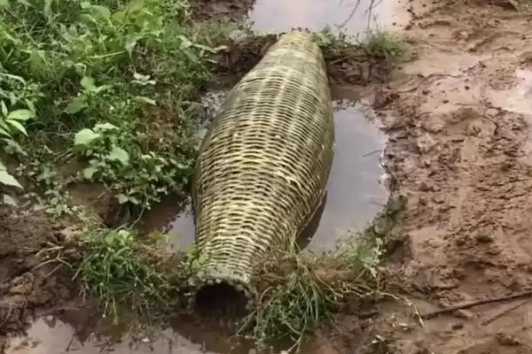 捉泥鳅的方法有哪些(捉泥鳅有常见的五种方法)?插图1 捉泥鳅的方法有哪些(捉泥鳅有常见的五种方法)?插图1