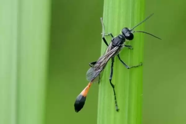 细腰蜂介绍：捕食性蜂类及常见小型蜂类特点？插图3