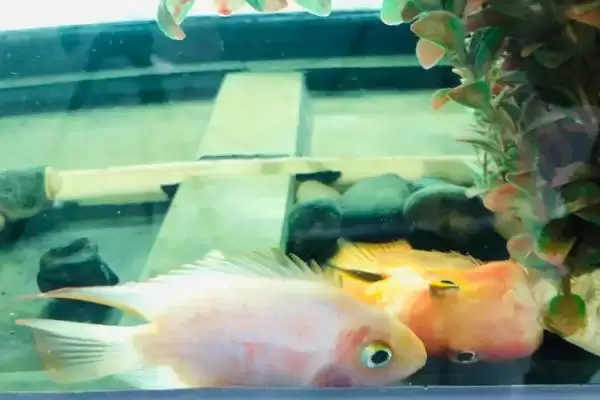 鱼为什么一直上下狂游(鱼上下狂游的原因是什么)？插图1