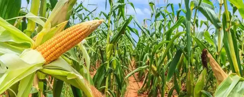 亚禾611玉米种子特征特性及区试平均生育期要点?-会东网