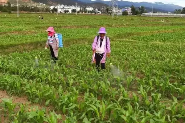 玉米苗期可以喷哪种叶面肥(玉米苗期适用的叶面肥有哪些)？插图2