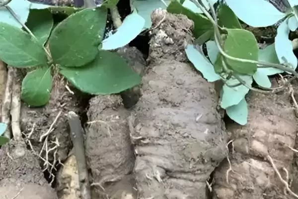 折断有白色乳汁的植物有哪些,常见的有通奶草、鹅绒藤等?插图3 折断有白色乳汁的植物有哪些,常见的有通奶草、鹅绒藤等?插图3