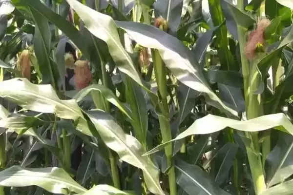 五谷310玉米种子简介及中抗茎腐病情况?插图1 五谷310玉米种子简介及中抗茎腐病情况?插图1