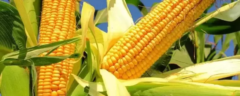 鑫玉农305玉米品种特性及种植密度要点？-会东网