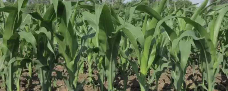 信玉168玉米种子特点及与对照品种生育期对比要点?-会东网