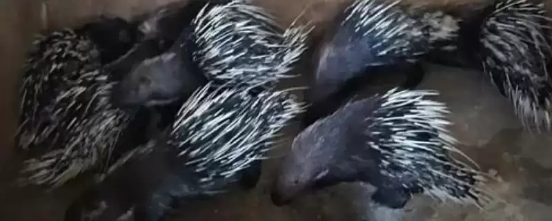 养殖豪猪的销路(养殖豪猪的销路在哪里)？-会东网