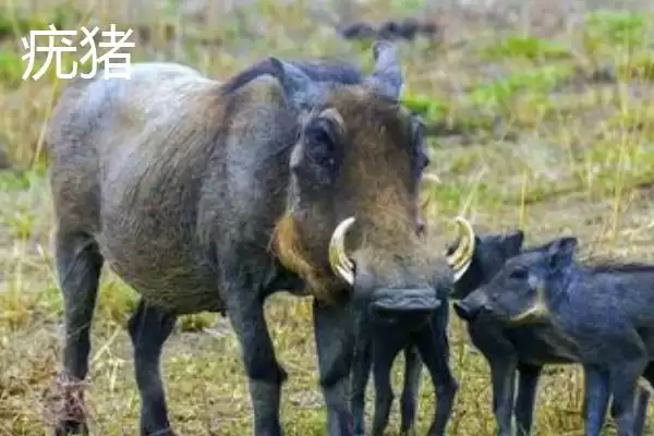 疣猪和野猪有什么区别(疣猪和野猪区别是什么)？插图1