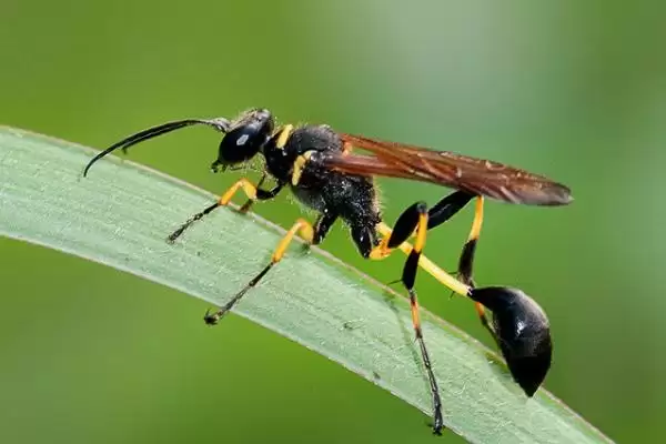 细腰蜂介绍：常见小型蜂类及捕食性蜂类特点？插图1