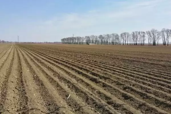 玉米种子翌年能不能用(玉米种子第二年还能否使用)?插图2 玉米种子翌年能不能用(玉米种子第二年还能否使用)?插图2