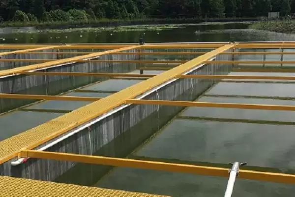 怎么养殖大口鲶(养殖大口鲶的方法和注意事项有哪些)？插图1