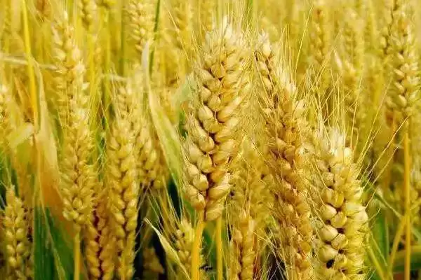 襄麦93小麦种简介及偏春性品种特点？插图3