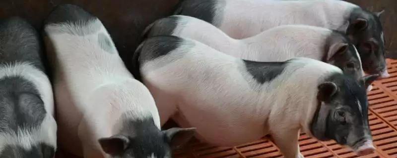 小香猪母猪配种时间及三个月可配种要点？-会东网