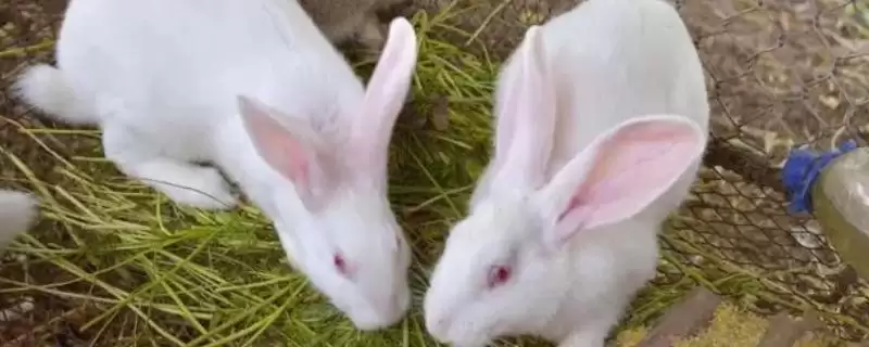 养兔的基本知识(养兔的基本知识有哪些)？-会东网