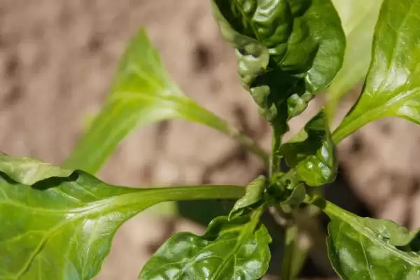 怎么解决除草剂药害(解决除草剂药害的方法有哪些)？插图5