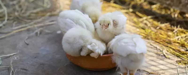 小鸡喂食方法及每天喂食次数要点？-会东网