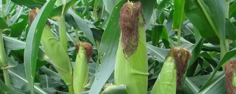 先玉1993玉米品种简介及种植密度要点？-会东网