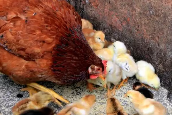 小鸡喂食方法及每天喂食次数要点？插图1