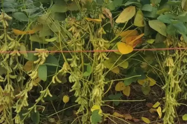 云黄22大豆种简介(云黄22大豆种情况怎样简介)？插图1