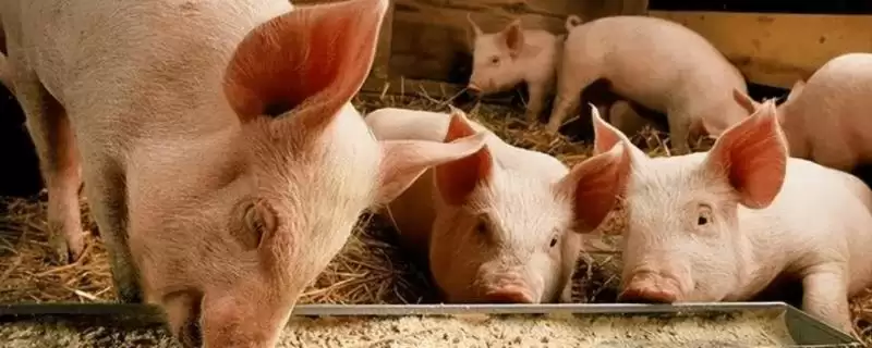 猪粮比处于多少才能保本(猪粮比通常要处于5.5:1才能保本)?插图 猪粮比处于多少才能保本(猪粮比通常要处于5.5:1才能保本)?插图