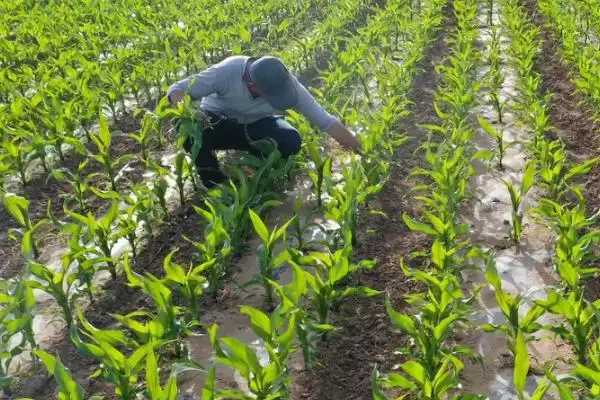 赢美1881玉米种子介绍(赢美1881玉米种子情况介绍)？插图2