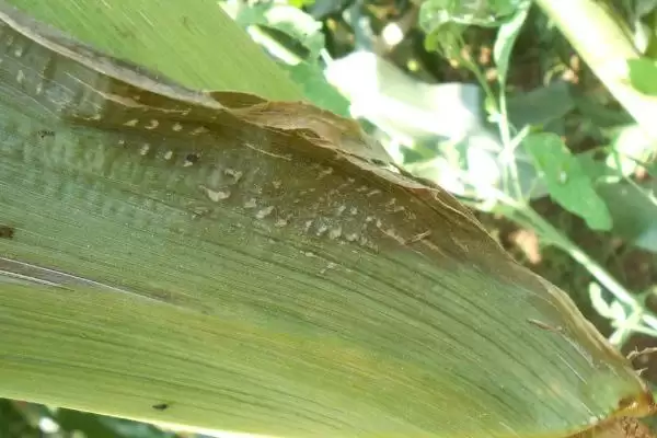 玉米纹枯病的症状(玉米纹枯病的症状是什么样的)？插图3