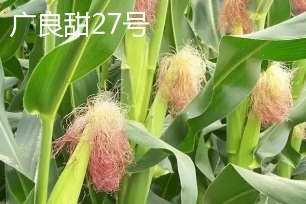 有哪些品质好的玉米种(品质好的玉米种有哪些推荐)？插图9