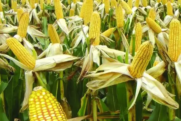 鑫育203玉米种子特点及种植密度要点?插图1 鑫育203玉米种子特点及种植密度要点?插图1