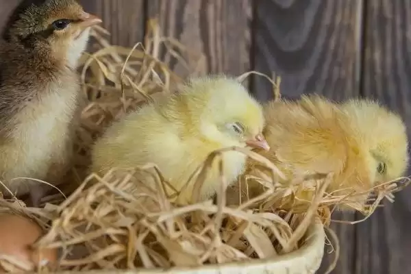 小鸡孵化后喂食时间及开食要点?插图2 小鸡孵化后喂食时间及开食要点?插图2