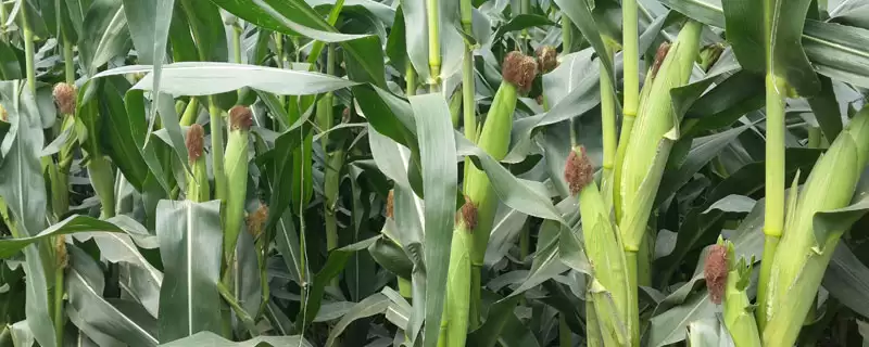 旭玉1446玉米种子介绍及高抗大小斑病情况？-会东网