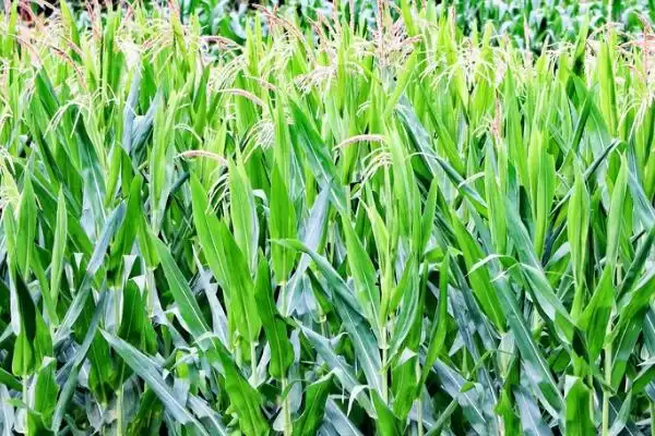 新玉79号玉米种子特征特性及播种时间要点?插图1 新玉79号玉米种子特征特性及播种时间要点?插图1