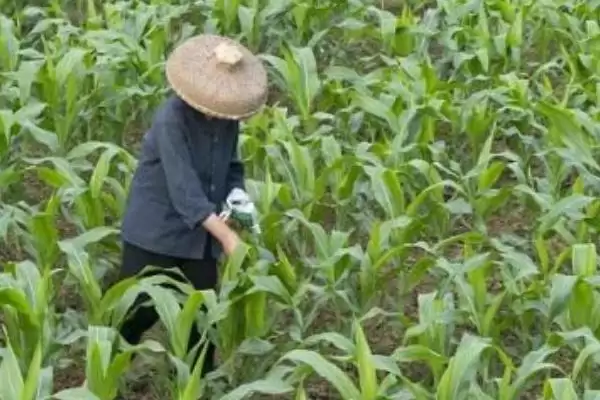 玉米施肥要点(玉米施肥过程中的要点有哪些)？插图7