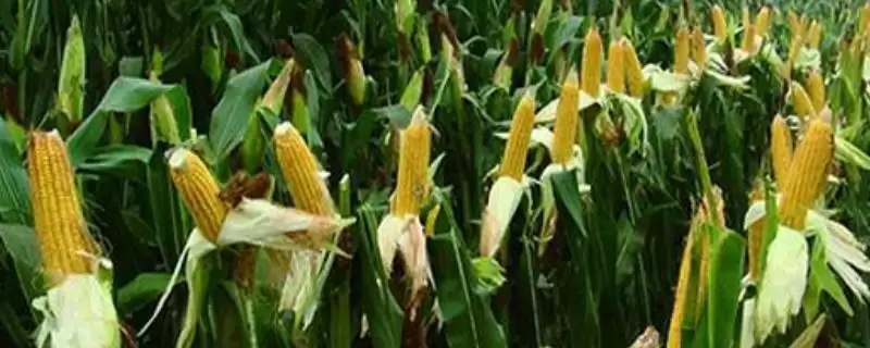 正科育1号玉米品种有啥特性(正科育1号玉米品种注意防治茎腐病和矮花叶病)？-会东网