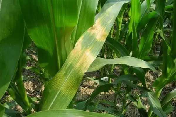 玉米褐斑病怎么防治(玉米褐斑病的有效防治方法是什么)？插图4