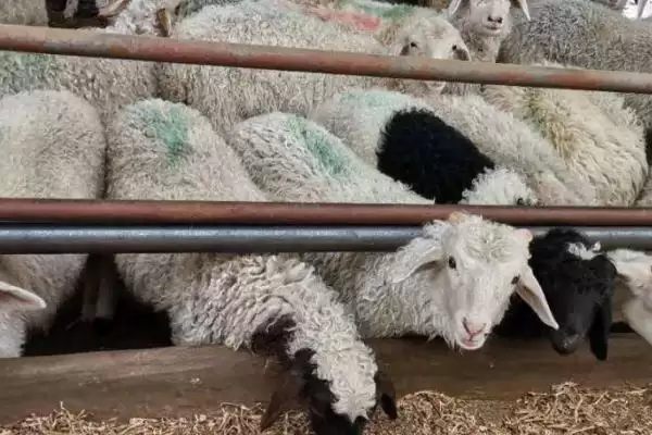 羊呼吸呼噜呼噜是怎么回事(羊呼吸呼噜呼噜原因是什么)？插图1