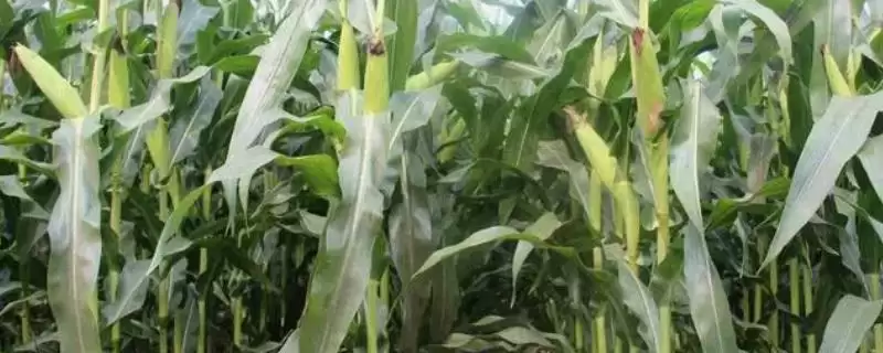 翔玉998玉米品种简介及中晚熟普通玉米品种特点？-会东网