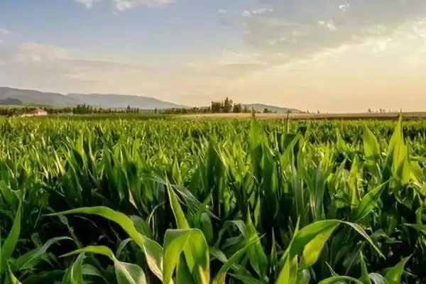 习玉1号玉米品种特性及夏播生育期？插图2