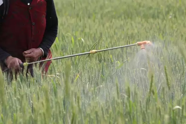 怎么防治小麦全蚀病(防治小麦全蚀病的措施有哪些)？插图2