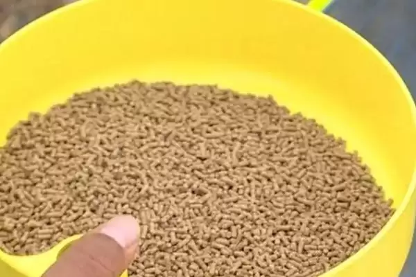 鱼塘如何净化水质(鱼塘净化水质的方法有哪些)?插图3 鱼塘如何净化水质(鱼塘净化水质的方法有哪些)?插图3