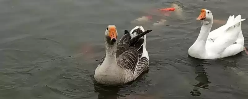 养鹅吃什么饲料(养鹅不同阶段吃什么饲料)？-会东网