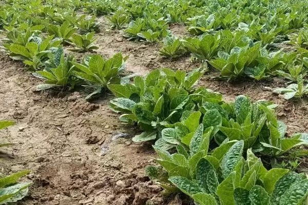 种植地黄的利润有多少(种植地黄一亩地收益为5000-7000元左右)?插图1 种植地黄的利润有多少(种植地黄一亩地收益为5000-7000元左右)?插图1