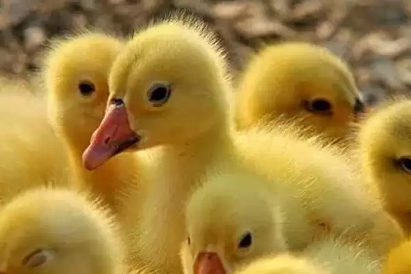 小鹅主食介绍：熟米饭、莴苣叶等食物要点？插图1