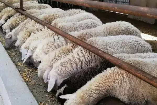 羊呼吸呼噜呼噜是怎么回事(羊呼吸呼噜呼噜原因是什么)？插图3