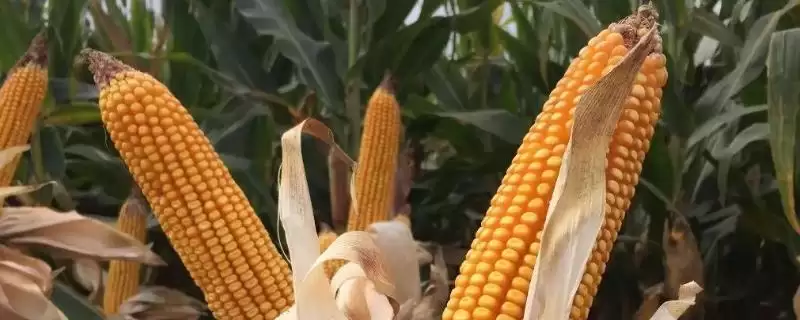 资玉89玉米品种有啥特性(资玉89玉米品种播种至出苗注意防鼠和地下害虫)？-会东网