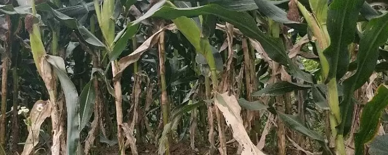 玉米纹枯病的症状(玉米纹枯病的症状是什么样的)？-会东网