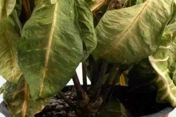 怎么解决除草剂药害(解决除草剂药害的方法有哪些)？插图7